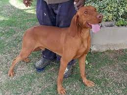 Hungarian Vizsla Puppies Kusa Registered Vereeniging Gumtree South Africa 137302523 Vizsla Hungarian Vizsla Puppy Vizsla Puppies