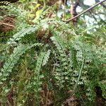 Image result for Asplenium sandersonii