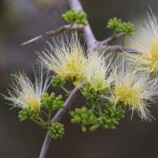 Image result for Leptactina arborescens