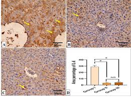 Image result for Multidentia sp. A