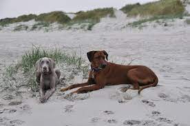 Passenden unterkünfte wie hundefreundlichen ferienhäusern, ferienwohnungen & hotels. Ferienhausvermietung Sylt Westerland Ferienwohnung Mit Hund Mieten Luxus Ferienhaus Mit Hund Auf Sylt Auch Eingezaunt