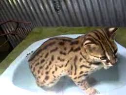 Hal itu berbeda dengan habibat kucing merah yang cenderung hidup di hutan tropis dataran tinggi. Kucing Hutan Borneo Eonk Kucing Hutan Borneo Pup In Toilet Youtube