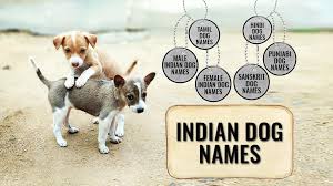 They like quiet times and just to be with their owners. Handpicked Best Indian Dog Names Backed With Full Meanings Petmoo