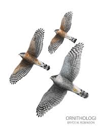Cooper's hawk vs sharp shinned. An Illustration Of The Accipiters Of North America The Sharp Shinned Hawk Cooper S Hawk And Northern Goshawk