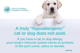 Whether you simply want the body to be removed from your home, or you wish to. Allergic To Your Pet Learn About Dog And Cat Allergies