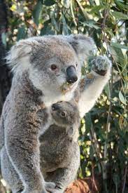 Koalas Crystal Dive Award Winning 5 Star Scuba Diving On Tropical Koh Tao In Thailand Https Www Crystaldive Com Padi Diving Cou Koala Koalas Koala Bear