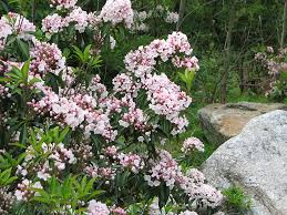 Kalmia latifolia, commonly known as mountain laurel, about to bloom in late spring and recognized as pennsylvania's. Peak Season For Pennsylvania S State Flower 15 Facts About Mountain Laurel Pennlive Com