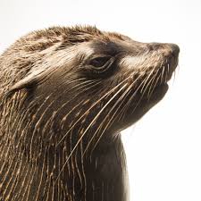 Most of the animals presented are hybrids of two real world animals; Fur Seals National Geographic