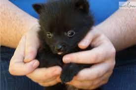 Female Schipperke Puppy For Sale In San Diego Ca Schipperke Dog Schipperke Puppies Schipperke