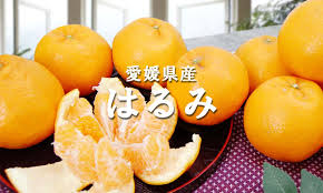 愛媛フルーツショップ段々畑