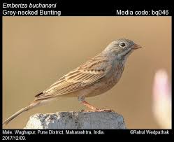 Image result for Pteris buchananii