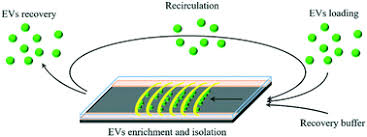 (jumper pins 1 and 3.) 1. Isolation And Recovery Of Extracellular Vesicles Using Optically Induced Dielectrophoresis On An Integrated Microfluidic Platform Lab On A Chip Rsc Publishing