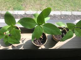 Sunflower plants do best in bright sunlight with well draining soil. How To Start Grow And Plant Sunflowers From Seeds Sunflower Seedlings Planting Sunflowers Plants