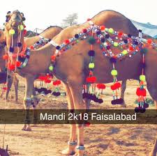 Saadi town camel qurbani 2020 oont qurbani camel sacrifice sitting camel sacrificed smoothly. Qurbani Cow Camels Samnabad Faisalabad Home Facebook