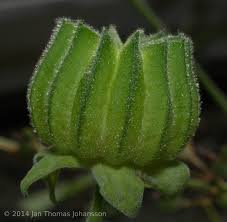 Image result for Abutilon sonneratianum