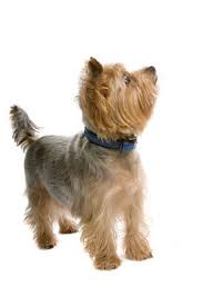 Vor allem wegen ihres goldigen aussehens. Yorkshire Terrier Wesen Bilder Zuchter Hunderassen Y