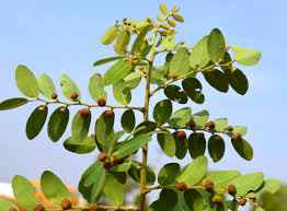 Image result for Phyllanthus boehmii