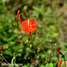 Image result for Ipomoea hederifolia