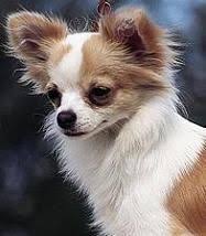 Raza De Perros Chihuahua Chihuahua Pelo Largo Razas De Perros Chihuahua Gatos Y Perros Lindos