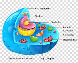 Cel Lula Animal Plant Cell Cell Wall Organelle Cell Membrane Transparent Background Png Clipart Hiclipart Chemical and biological sciences transparent background png clipart size: