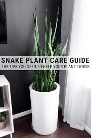 How To Take Care Of A Snake Plant Snake Plant Care Indoors Snake Plant Care Snake Plant Snake Plant Decor
