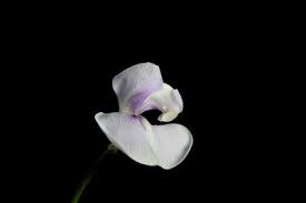 Image result for Vigna reticulata