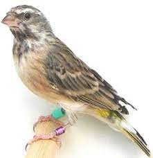 Download Mp3 Suara Kicau Burung Blackthroat