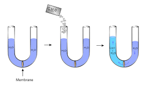 To prevent osmosis when a solution is separated from the solvent by a semi permeable membrane, at least the. Osmotic Pressure Wikipedia
