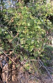 Image result for Geigeria burkei