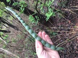 Image result for Elephantorrhiza goetzei