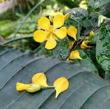 Image result for Ochnaceae