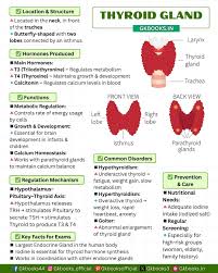 Image result for Thyroid Function Summary