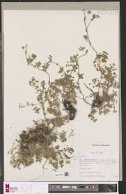 Image result for Orthopichonia schweinfurthii