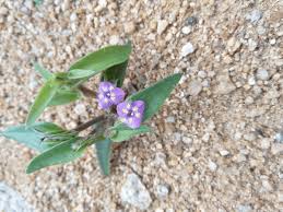 Image result for Cyanotis vaga