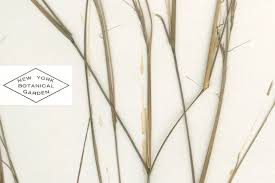 Image result for Aristida recta