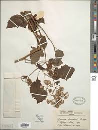 Image result for Gynura scandens