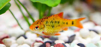 The chief liability of this fish is their small size—only 1.5 inches. Subtropical Fish Species Tropical Fish Hobbyist Magazine