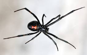 Learn to id a black widow spider and a brown recluse spider though this photo guide. Dallas Metro Area Spider Identification Prevention Addison Pest