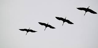 Yeah, it's like cranes in the sky, sometimes i don't wanna feel those metal clouds. Why Cranes Marty Janowitz Executive Coach