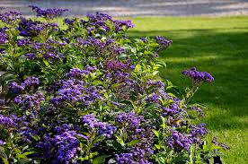 Image result for Heliotropium harareense