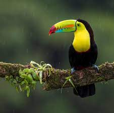 Birds Nature Wallpapers Top Free Birds Nature Backgrounds Wallpaperaccess Nature animals birds duck baby animals wallpapers hd desktop. wallpaperaccess