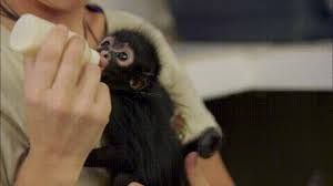 Welcome to monkey baby too channel, infant baby monkey baby too was found in the village after villagers her picked up. Monkey Gifs Cute Funny Dancing Monkeys On Gif Animations