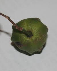 Image result for Sclerocroton