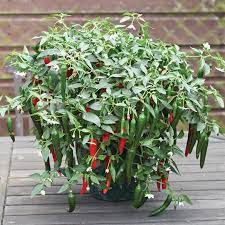 Pepper, (genus capsicum), genus of more than 30 species of flowering plants in the nightshade family (solanaceae), several of which are extensively cultivated for their edible, often pungent fruits. Cayennetta Hybrid Pepper Aas Winners Totally Tomatoes