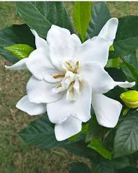 Gambar bunga melati untuk mewarnai. Keindahan Bunga Melati Steemit