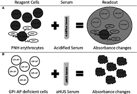 Image result for Ham Test