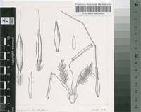 Image result for Diheteropogon amplectens
