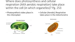Check spelling or type a new query. Classification Photosynthesis Cellular Respiration And Plants Ppt Download