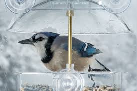 If you hang feeders or otherwise invite birds into your yard, you need to make sure you've considered all threats. The 25 Best Window Bird Feeders Of 2021 Pet Life Today