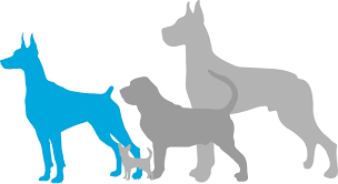 Doberman pinscher puppies for sale doberman pinscher dogs for adoption doberman pinscher breeders. Doberman Pinscher Puppies For Sale Adoptapet Com
